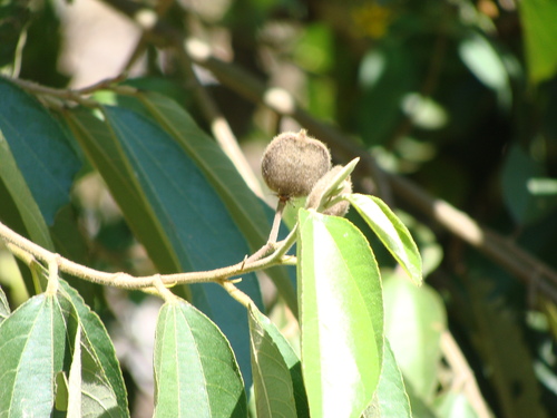 Trichospermum mexicanum, photograph 5