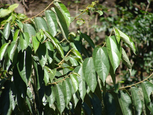 Trichospermum mexicanum, photograph 6