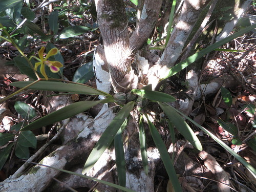 Image of Encyclia fucata by (c) Ben Machado, some rights reserved (CC BY)