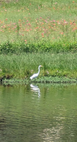 Great Egret