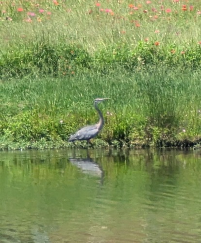 Great Blue Heron