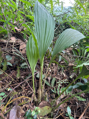 Chinese acanthophippium (Acanthophippium sinense)