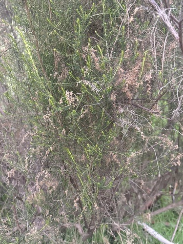 Sifton Bush