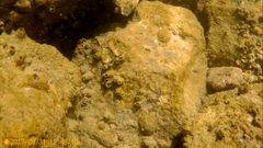 Microlipophrys canevae