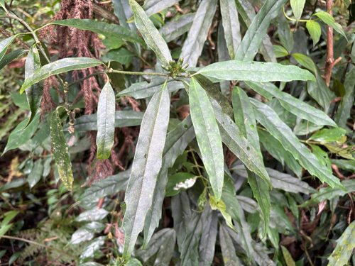 Aucuba chinensis observed 2026-08-12