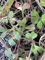 Pterostegia drymarioides, photograph author not stated, no rights reserved