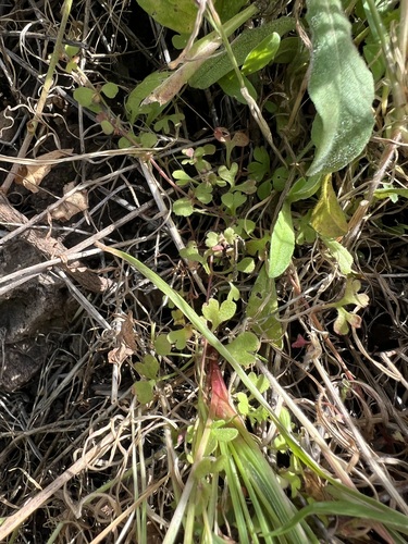 Pterostegia drymarioides, photograph 5
