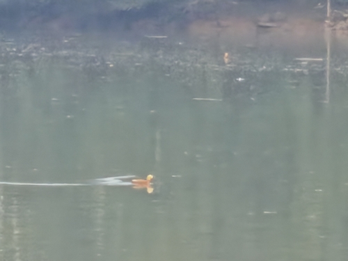 Ruddy Shelduck