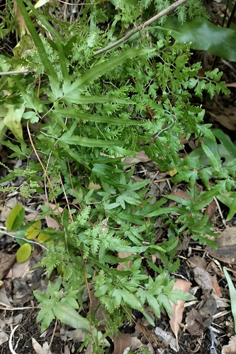 Lygodium flexuosum, photograph 4