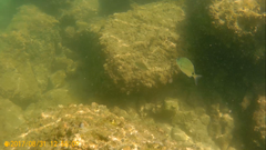 Diplodus