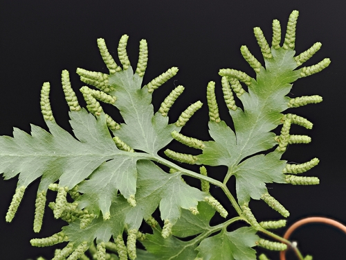 Lygodium flexuosum, photograph 5