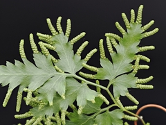 Lygodium flexuosum, photograph (c) Roland Muench, some rights reserved (CC BY)