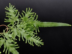Lygodium flexuosum, photograph (c) Roland Muench, some rights reserved (CC BY)