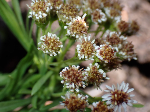 Tetramolopium consanguineum observed 2026-08-11