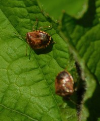 Cosmopepla intergressa