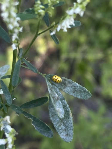 22-spot Ladybird