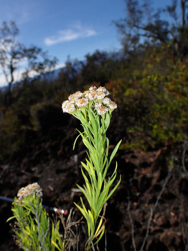 Tetramolopium consanguineum observed 2026-08-11