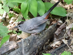 Dumetella carolinensis