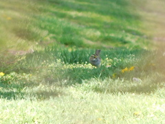 Zonotrichia albicollis