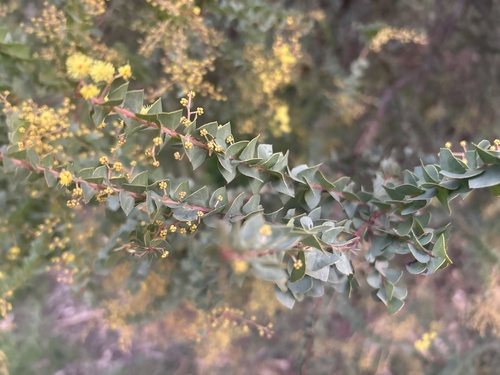 Ovens wattle