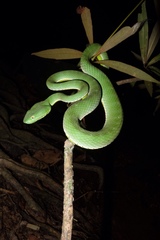 Trimeresurus vogeli