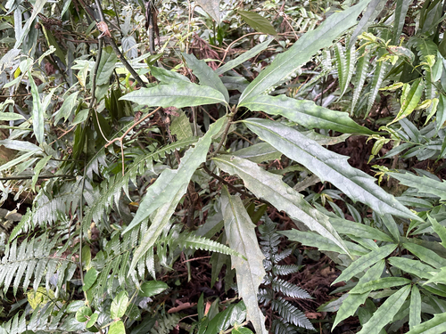Aucuba chinensis observed 2026-08-12