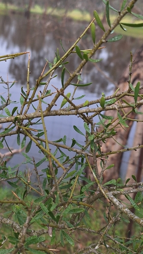 Melicytus angustifolius
