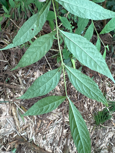 Callicarpa randaiensis, photograph 2