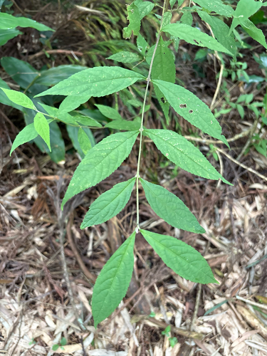 Callicarpa randaiensis