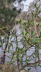 author not stated, no rights reserved Melicytus angustifolius, photograph author not stated, no rights reserved