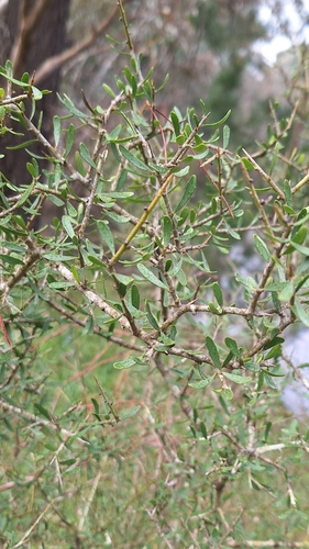 Melicytus angustifolius, photograph 3
