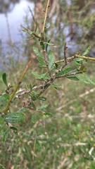 author not stated, no rights reserved Melicytus angustifolius, photograph author not stated, no rights reserved