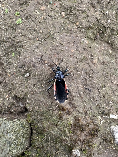 Ectrychotes andreae
