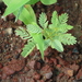 Acacia oliveri