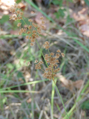 Juncus xiphioides