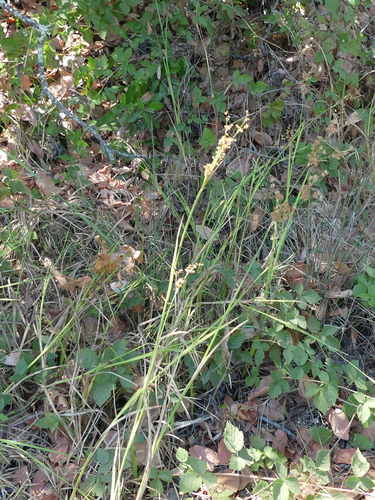 Juncus xiphioides, photograph 2