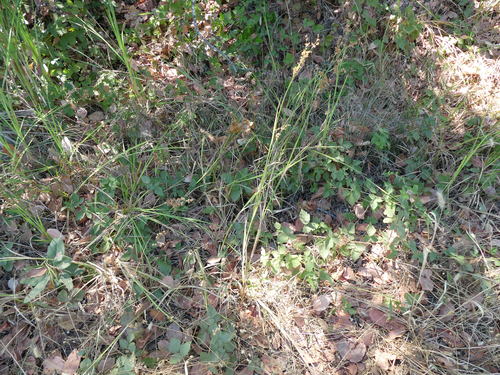 Juncus xiphioides, photograph 3