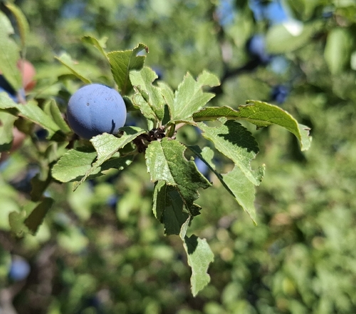 Blackthorn