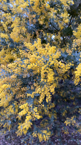 Cootamundra wattle
