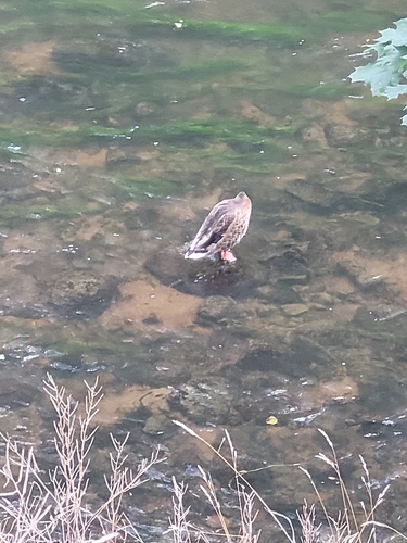 Mallard