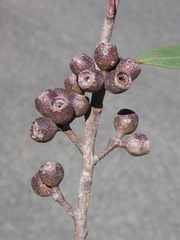 Eucalyptus burgessiana