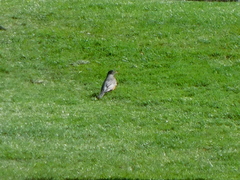 Turdus migratorius