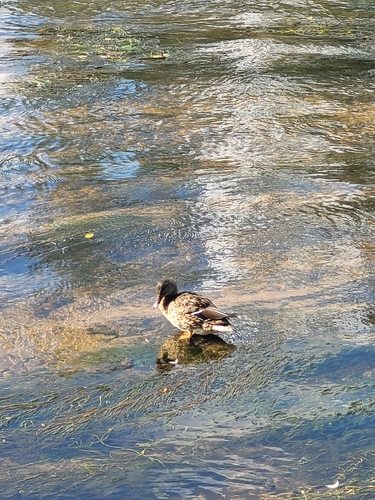Mallard