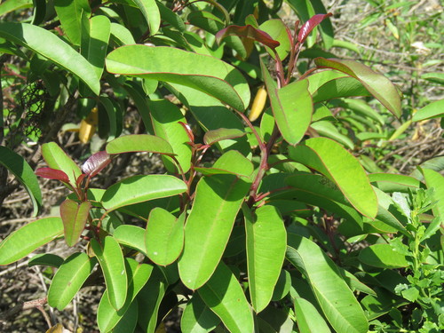 iNaturalist observation photo of laurel sumac