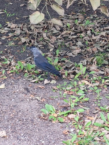 Eurasian Jackdaw