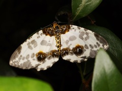 Abraxas amicula-illuminata