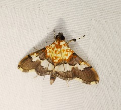 Aetholix flavibasalis