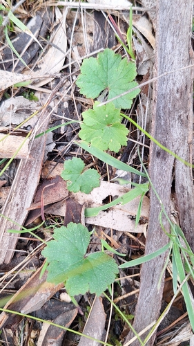 Hydrocotyle laxiflora, photograph 2