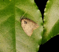 Anachrostis