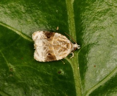 Apotomis formalis